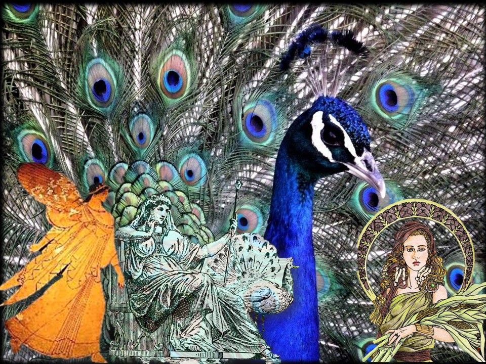peacock