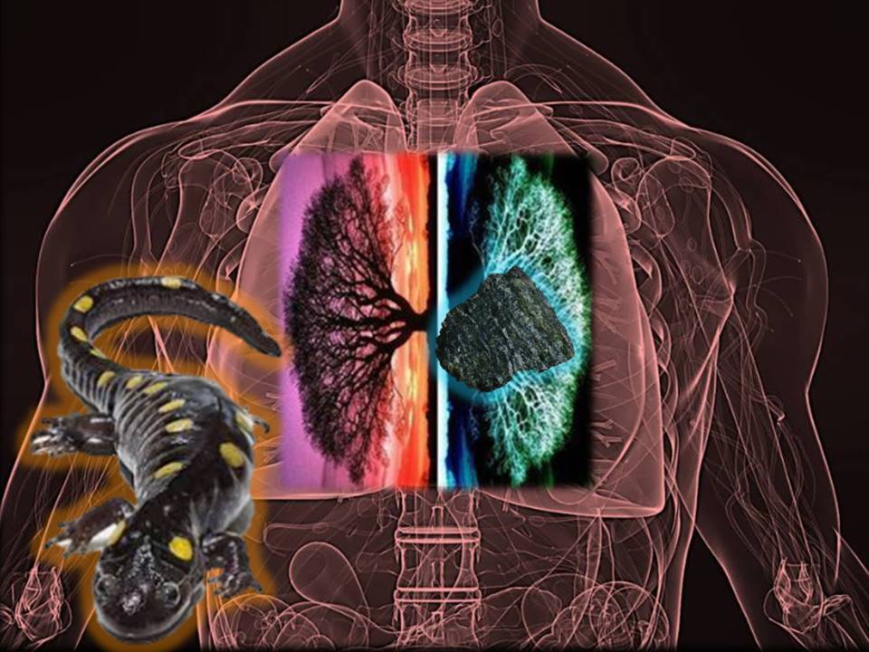 @lungs and salamander